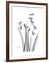 Snowdrop Gray-Albert Koetsier-Framed Premium Giclee Print