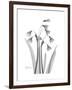 Snowdrop Gray-Albert Koetsier-Framed Premium Giclee Print