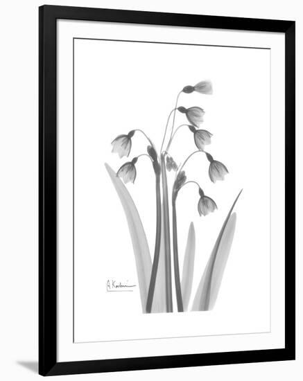 Snowdrop Gray-Albert Koetsier-Framed Premium Giclee Print