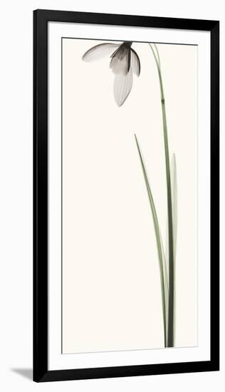 Snowdrop I-Robert Coop-Framed Photographic Print