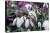 Snowdrop 'Oliver Wyatt's Giant' Flowers-Adrian Thomas-Stretched Canvas