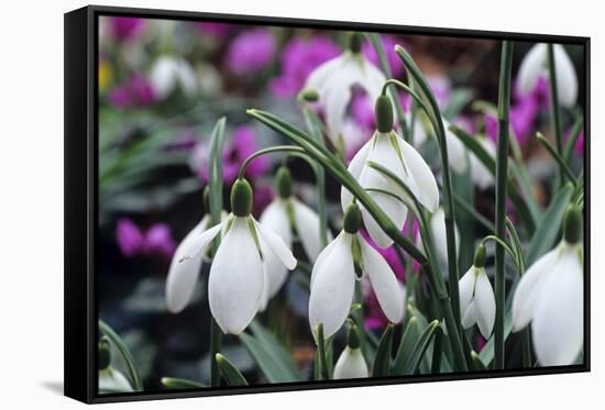 Snowdrop 'Oliver Wyatt's Giant' Flowers-Adrian Thomas-Framed Stretched Canvas
