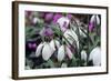Snowdrop 'Oliver Wyatt's Giant' Flowers-Adrian Thomas-Framed Premium Photographic Print