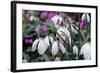 Snowdrop 'Oliver Wyatt's Giant' Flowers-Adrian Thomas-Framed Premium Photographic Print