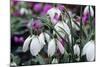 Snowdrop 'Oliver Wyatt's Giant' Flowers-Adrian Thomas-Mounted Premium Photographic Print