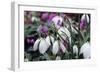 Snowdrop 'Oliver Wyatt's Giant' Flowers-Adrian Thomas-Framed Photographic Print