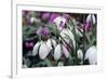 Snowdrop 'Oliver Wyatt's Giant' Flowers-Adrian Thomas-Framed Photographic Print