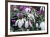 Snowdrop 'Oliver Wyatt's Giant' Flowers-Adrian Thomas-Framed Photographic Print