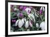 Snowdrop 'Oliver Wyatt's Giant' Flowers-Adrian Thomas-Framed Photographic Print