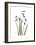 Snowdrop Portrait-Albert Koetsier-Framed Premium Giclee Print