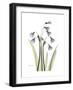 Snowdrop Portrait-Albert Koetsier-Framed Premium Giclee Print