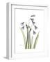 Snowdrop Portrait-Albert Koetsier-Framed Premium Giclee Print