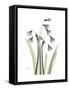 Snowdrop Portrait-Albert Koetsier-Framed Stretched Canvas