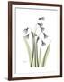 Snowdrop Portrait-Albert Koetsier-Framed Premium Giclee Print