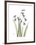 Snowdrop Portrait-Albert Koetsier-Framed Premium Giclee Print