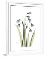 Snowdrop Portrait-Albert Koetsier-Framed Premium Giclee Print