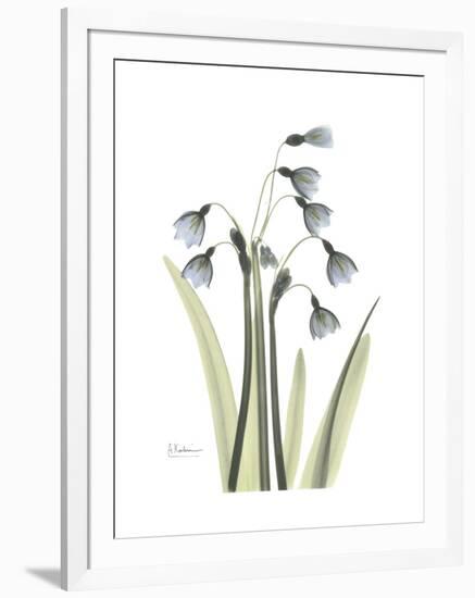 Snowdrop Portrait-Albert Koetsier-Framed Premium Giclee Print