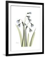 Snowdrop Portrait-Albert Koetsier-Framed Premium Giclee Print