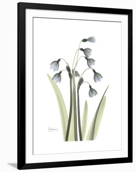 Snowdrop Portrait-Albert Koetsier-Framed Premium Giclee Print