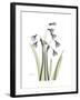 Snowdrop Portrait-Albert Koetsier-Framed Premium Giclee Print