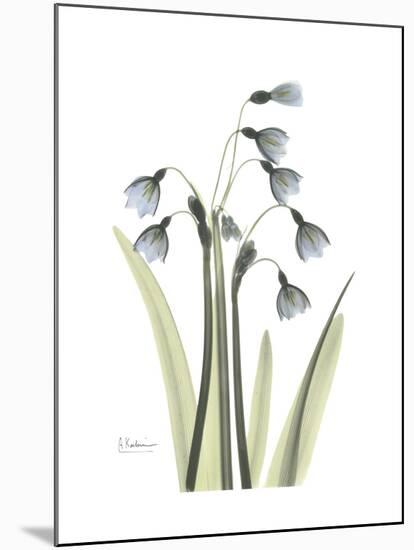 Snowdrop Portrait-Albert Koetsier-Mounted Premium Giclee Print