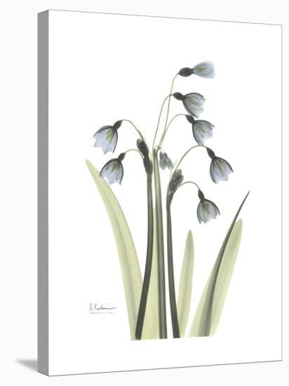 Snowdrop Portrait-Albert Koetsier-Stretched Canvas