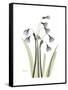 Snowdrop Portrait-Albert Koetsier-Framed Stretched Canvas