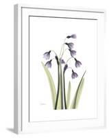 Snowdrop Portrait-Albert Koetsier-Framed Premium Giclee Print