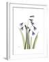 Snowdrop Portrait-Albert Koetsier-Framed Premium Giclee Print