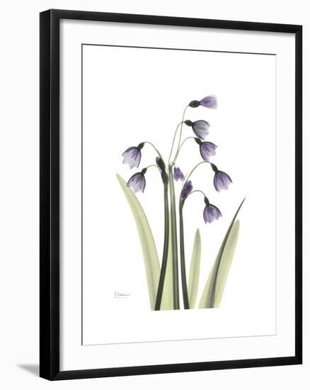 Snowdrop Portrait-Albert Koetsier-Framed Premium Giclee Print