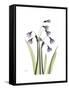 Snowdrop Portrait-Albert Koetsier-Framed Stretched Canvas