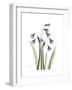 Snowdrop Portrait-Albert Koetsier-Framed Premium Giclee Print