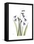 Snowdrop Portrait-Albert Koetsier-Framed Stretched Canvas