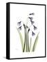 Snowdrop Portrait-Albert Koetsier-Framed Stretched Canvas