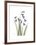 Snowdrop Portrait-Albert Koetsier-Framed Premium Giclee Print