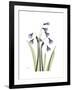 Snowdrop Portrait-Albert Koetsier-Framed Premium Giclee Print