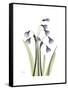 Snowdrop Portrait-Albert Koetsier-Framed Stretched Canvas