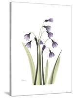 Snowdrop Portrait-Albert Koetsier-Stretched Canvas