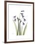 Snowdrop Portrait-Albert Koetsier-Framed Premium Giclee Print