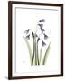 Snowdrop Portrait-Albert Koetsier-Framed Premium Giclee Print