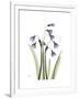 Snowdrop Portrait-Albert Koetsier-Framed Premium Giclee Print