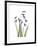 Snowdrop Portrait-Albert Koetsier-Framed Premium Giclee Print