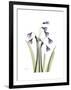 Snowdrop Portrait-Albert Koetsier-Framed Premium Giclee Print