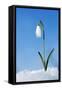 Snowdrop Single Flower in Snow-null-Framed Stretched Canvas