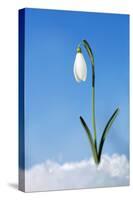 Snowdrop Single Flower in Snow-null-Stretched Canvas