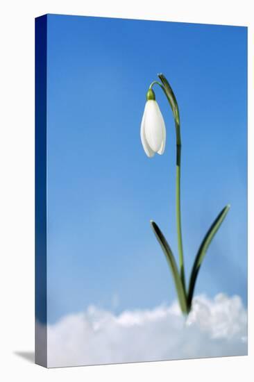 Snowdrop Single Flower in Snow-null-Stretched Canvas