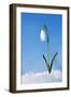 Snowdrop Single Flower in Snow-null-Framed Photographic Print