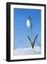 Snowdrop Single Flower in Snow-null-Framed Photographic Print