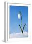 Snowdrop Single Flower in Snow-null-Framed Photographic Print