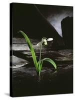 Snowdrop / Slate, 1995-Norman Hollands-Stretched Canvas